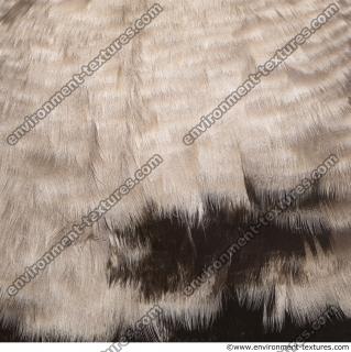 feathers animal 0012